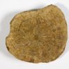 Bitten Echinoid - Dendraster - Image 4