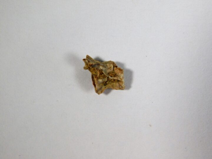 Reptile Vertebra