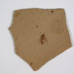 Fossil Fly - Image 3