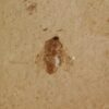 Fossil Fly - Image 4