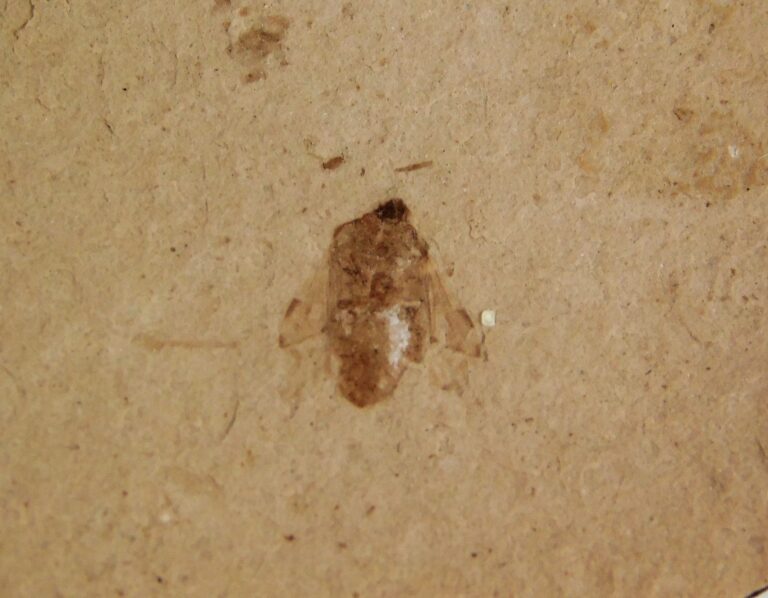 Fossil Fly