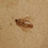 Fossil Fly - Image 2