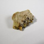 Leptomeryx evansi - Image 6