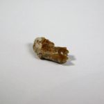 Leptomeryx evansi - Image 7