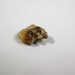 Leptomeryx evansi - Image 3