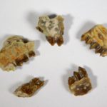 Leptomeryx evansi - Image 5