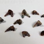 Xenacanthus sp. &#8212; Shark Tooth, The Natural Canvas