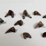 Xenacanthus sp. -- Shark Tooth - Image 2