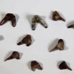 Xenacanthus sp. -- Shark Tooth - Image 3