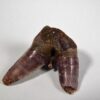 Xenacanthus sp. -- Shark Tooth - Image 4