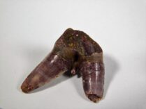 Xenacanthus sp. -- Shark Tooth