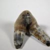 Xenacanthus sp. -- Shark Tooth - Image 5
