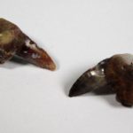 Xenacanthus sp. -- Shark Tooth - Image 6
