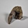 Xenacanthus sp. -- Shark Tooth - Image 4