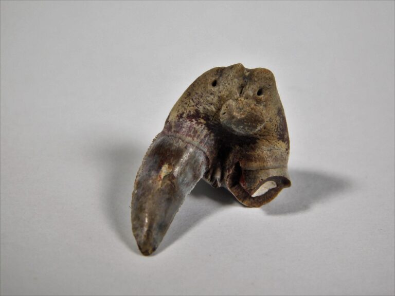 Xenacanthus sp. -- Shark Tooth