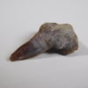Xenacanthus sp. -- Shark Tooth - Image 5