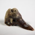 Xenacanthus sp. -- Shark Tooth - Image 2