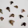 Xenacanthus sp. - Shark Tooth - Image 6