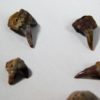 Xenacanthus sp. &#8211; Shark Tooth, The Natural Canvas