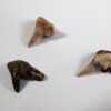 Xenacanthus sp. - Shark Tooth - Image 4