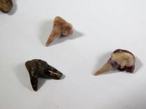 Xenacanthus sp. - Shark Tooth