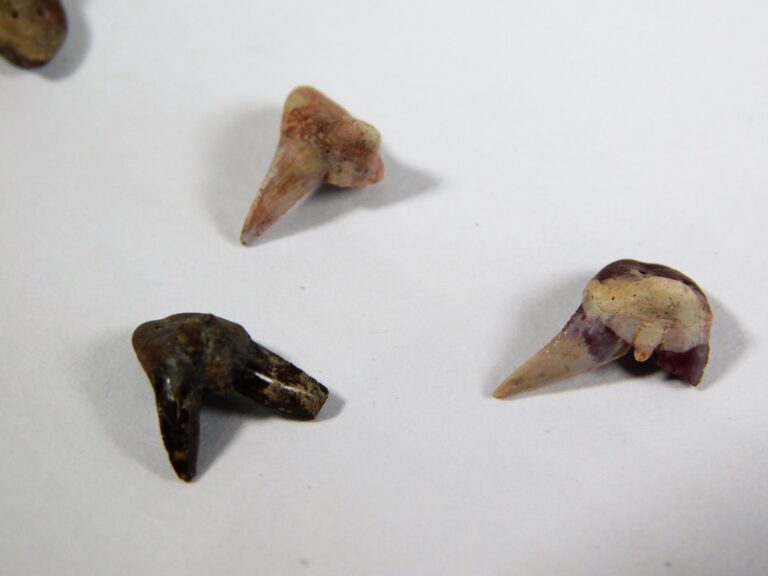 Xenacanthus sp. &#8211; Shark Tooth, The Natural Canvas