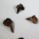 Xenacanthus sp. - Shark Tooth - Image 5