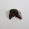 Xenacanthus sp. -- Shark Tooth - Image 3