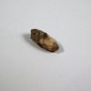 Coprolite - Image 3
