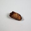 Coprolite - Image 4