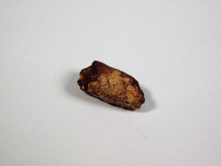 Coprolite, The Natural Canvas