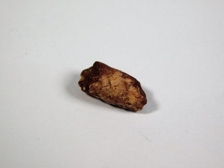 Coprolite