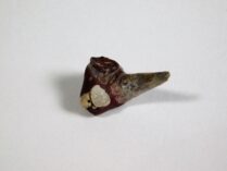 Xenacanthus sp. - Shark Tooth