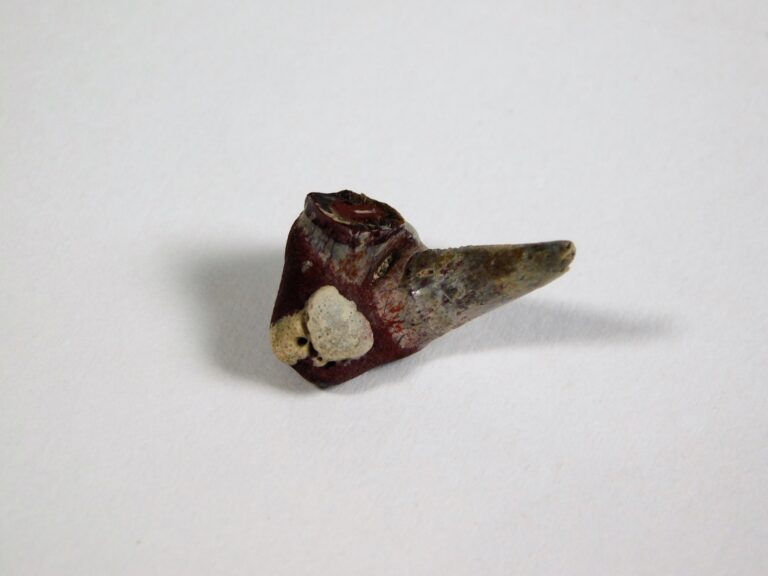 Xenacanthus sp. - Shark Tooth