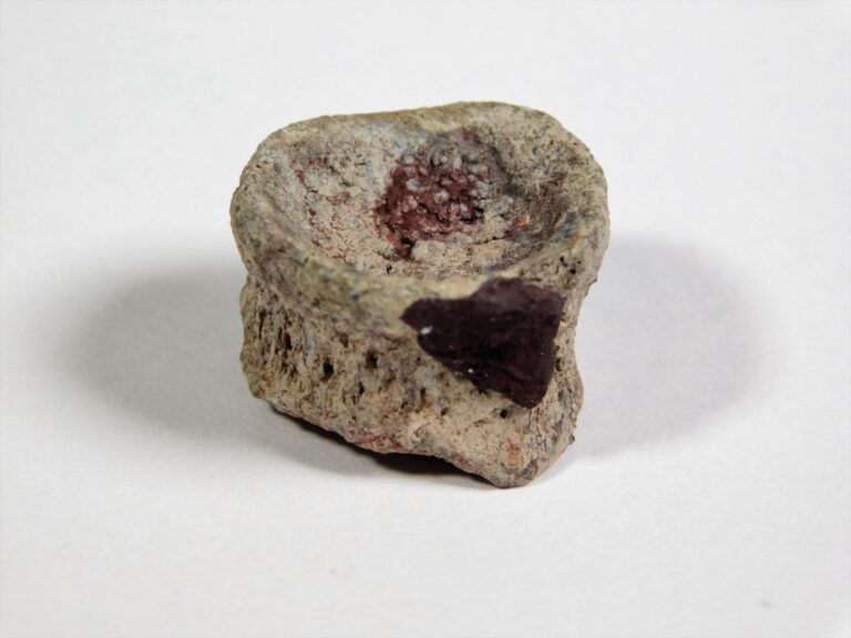 Varanosaurus sp.