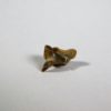 Megamouth shark tooth &#8212; Megachasma applegatei, The Natural Canvas