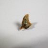 Megamouth shark tooth &#8212; Megachasma applegatei, The Natural Canvas