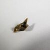 Megamouth shark tooth &#8212; Megachasma applegatei, The Natural Canvas