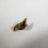 Megamouth shark tooth -- Megachasma applegatei - Image 2