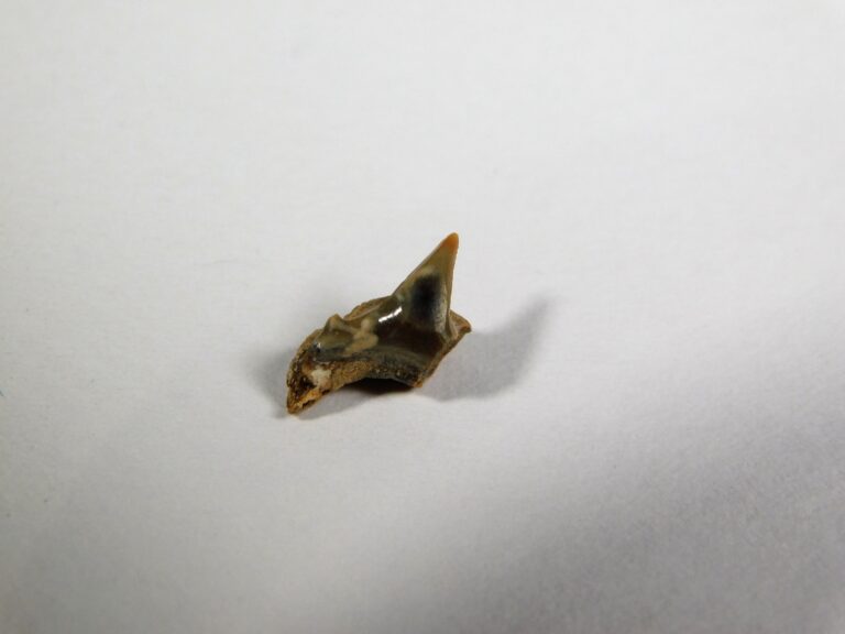 Megamouth shark tooth &#8212; Megachasma applegatei, The Natural Canvas