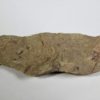 Nevada trilobite - Zacanthoides - Image 5