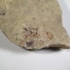 Nevada trilobite - Zacanthoides - Image 4
