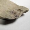 Nevada trilobite - Zacanthoides - Image 3