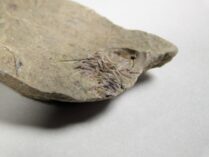 Nevada trilobite - Zacanthoides