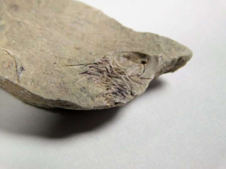 Nevada trilobite - Zacanthoides