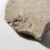 Nevada trilobite - Zacanthoides - Image 2
