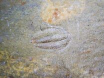 Eoptychoparia piochensis