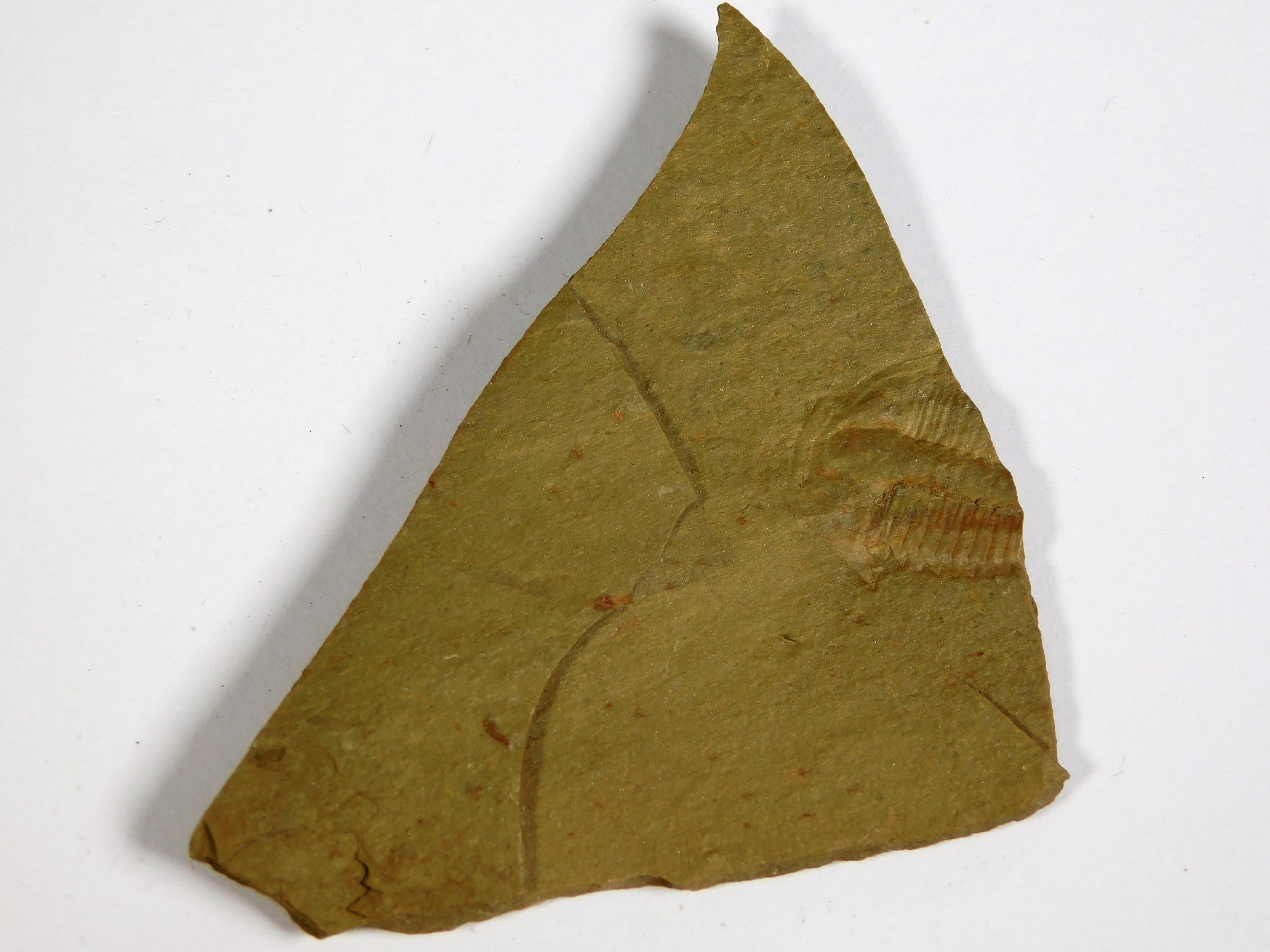 Eokochaspis (Eoptychoparia) piochensis - Image 4