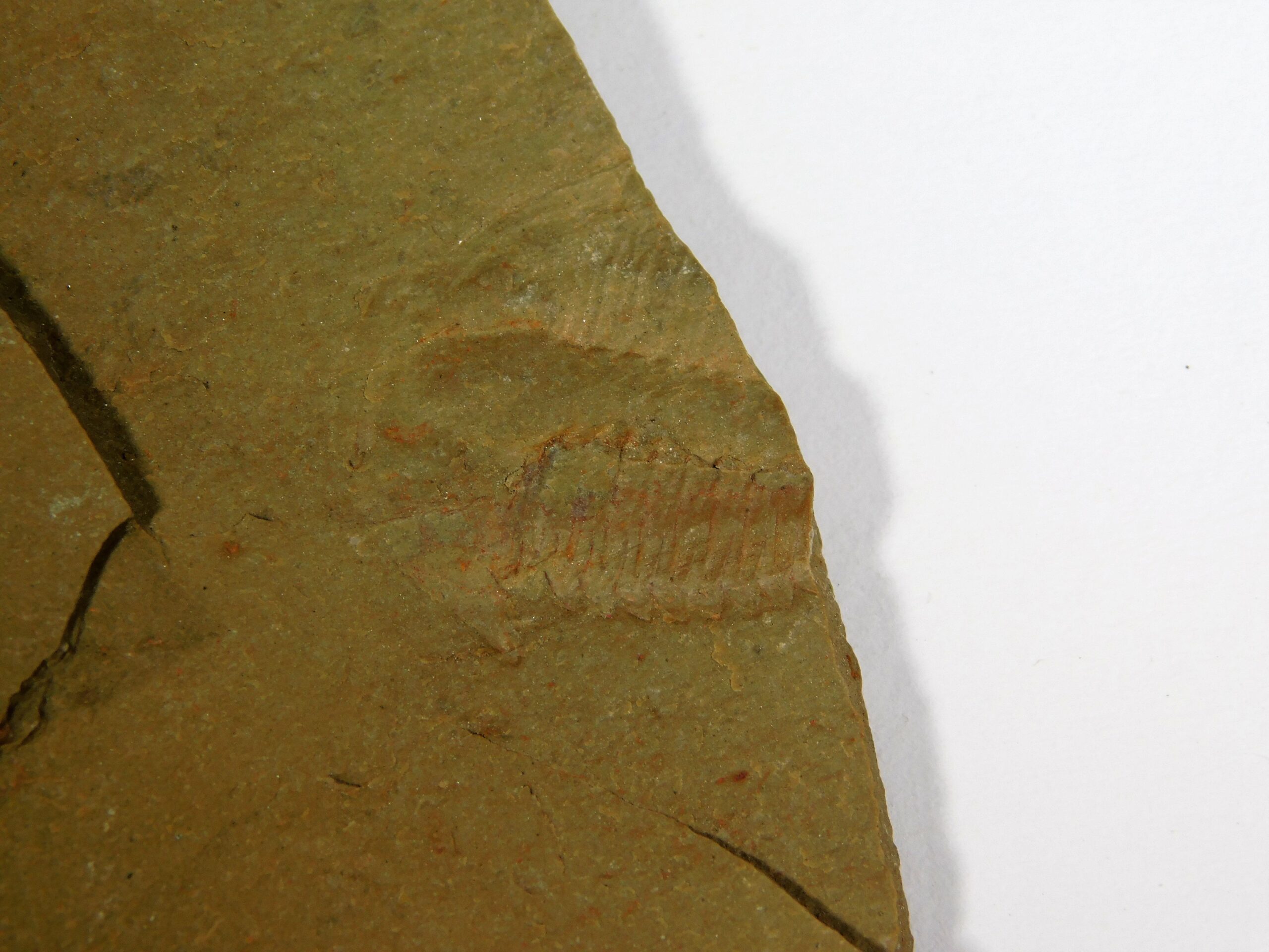Eokochaspis (Eoptychoparia) piochensis