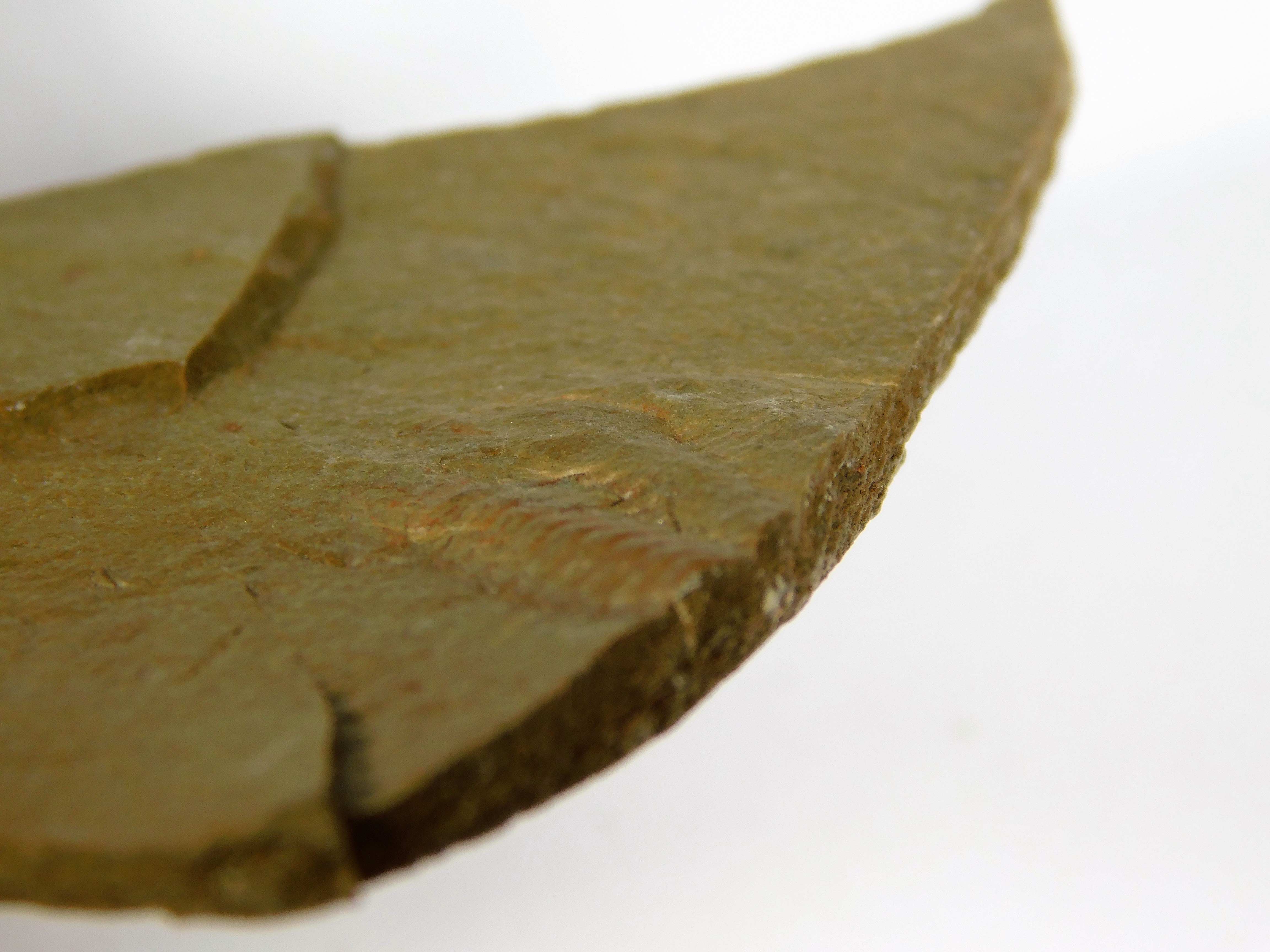 Eokochaspis (Eoptychoparia) piochensis - Image 2